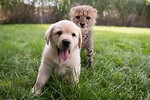 美國動物園獨特景觀 獵豹幼崽與小狗成兄弟