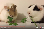 視頻：兩隻可愛天竺鼠比賽吃東西，