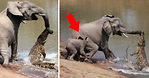 大象河邊喝水遭鱷魚咬住鼻 小象英勇救母！