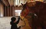 視頻：世界上最高大的馬 「一切都要大！」